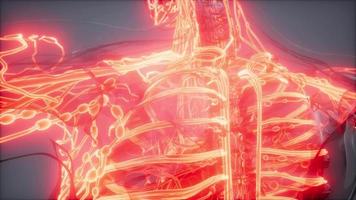 Blood Vessels of Human Body video