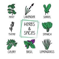 Set of herbs and spices, drawn element in doodle style. A packaging design template with logo and emblem - mint, thyme, lavender, basil, etc. Logo in a trendy linear style. vector