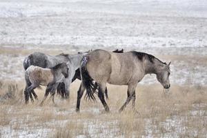 caballos en invierno foto