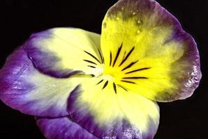 Pansy close up photo