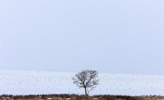 árbol solitario en invierno foto