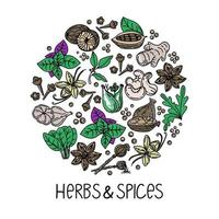Hand-drawn herbs and spices in a doodle style. Elements in a circle. Handwritten inscription. Nuts, spices and herbs. Pepper peas. Flat style vector. vector