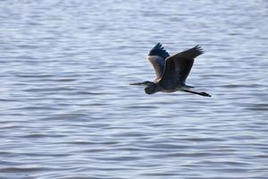 Blue Heron Saskatchewan photo
