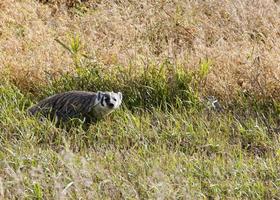 Badger young Saskatchewan photo