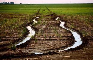 Wet tractor tire tracks photo