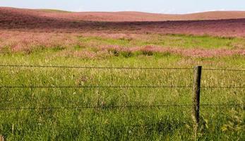 Pink flower alfalfa photo