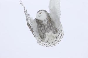 Snowy Owl in Flight photo