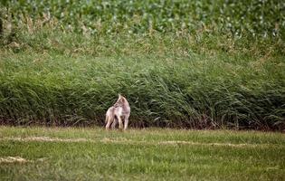 cachorro de coyote canadá foto