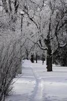 Hoar Frost Prairie photo