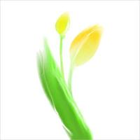 Vector illustration yellow tulip in watercolor style on white