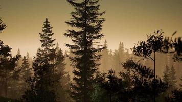 misty nordic forest in early morning with fog video