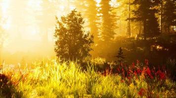 coniferous forest backlit by the rising sun on a misty day video