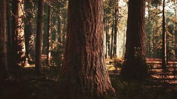 gigantische sequoia's in het gigantische bosbos in het sequoia nationaal park video