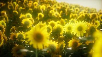 girasoles de 8k que florecen a fines del verano video