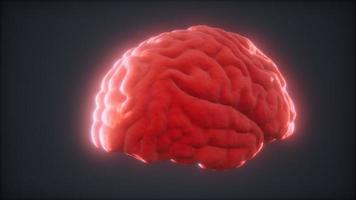animación de cerebro humano giratorio de bucle video