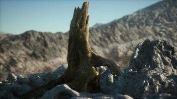 Dead pine tree at granite rock at sunset video