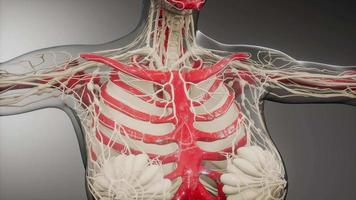 corpo humano transparente com ossos visíveis