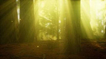firefly in misty forest with fog video