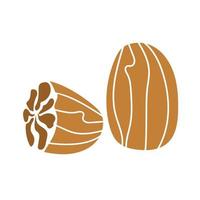 Nutmeg, hand drawn graphic element for packaging design of nuts and seeds vector