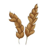 Ears of wheat or rice. Agricultural wheat spikelets symbols isolated on white vector