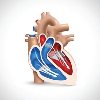 Cross-section of the human heart showing the blood-pumping function of the veins and arteries. 1