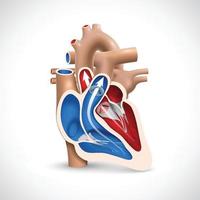 Cross-section of the human heart showing the blood-pumping function of the veins and arteries. 2 vector