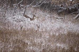 Deer in Winter photo