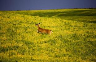 Deer in Farmers Field photo