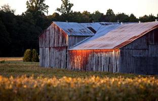 Red Barn at Sunset photo