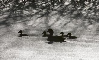 Sillouette ducks in a pond photo