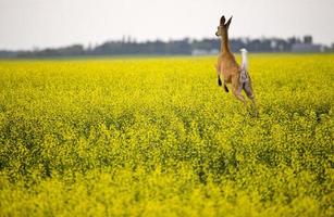 venado en campo de canola foto