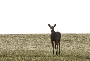 Prairie Moose Canada photo