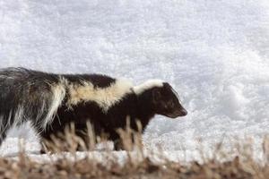 Striped skunk in winter photo