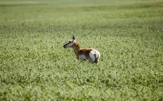 antílope en el campo foto