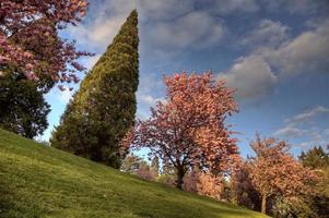 parque de washington portland foto