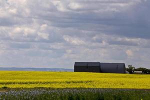 Flax and canola crop photo