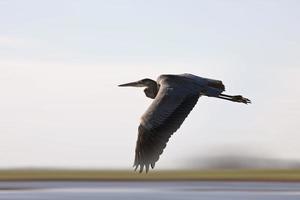 Blue Heron Saskatchewan photo