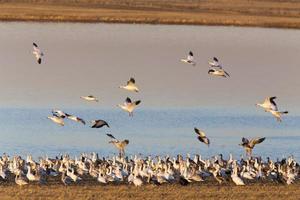 Swarm of Snow Geese photo