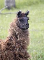 llama alpaca canadá foto