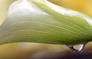 Close up lily water drop photo