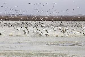 Snow Geese and Swans photo