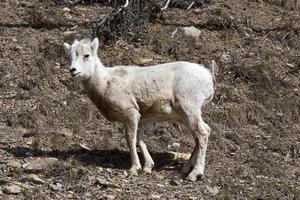 Rocky Mountain Sheep photo