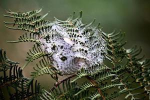 Spider Web Silk Morning Dew