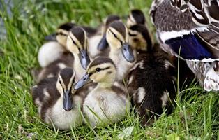 Mother Duck and Babies photo