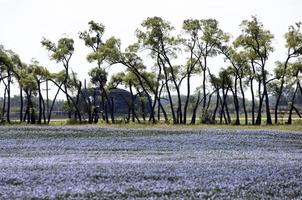 Flax Bloom Blue photo