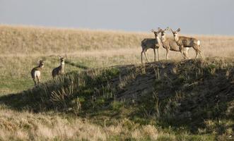 Deer in Saskatchewan photo
