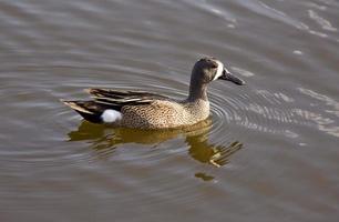 Blue Winged Teal photo