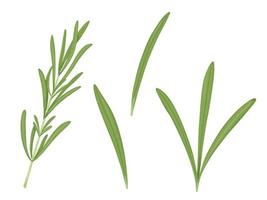 conjunto de romero. la ilustración deja especias. hierbas aromáticas para aromatización y decoración. vector