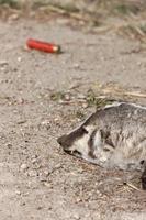 Dead Badger and Shotgun Shell photo