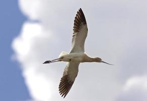 Avocet in Saskatchewan Canada in flight photo